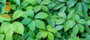 أوراق القراص