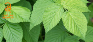 أوراق القراص