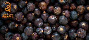 جنسنج سيبيري